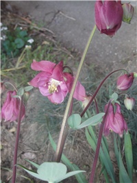 dc43f60a-Picture 009.jpg